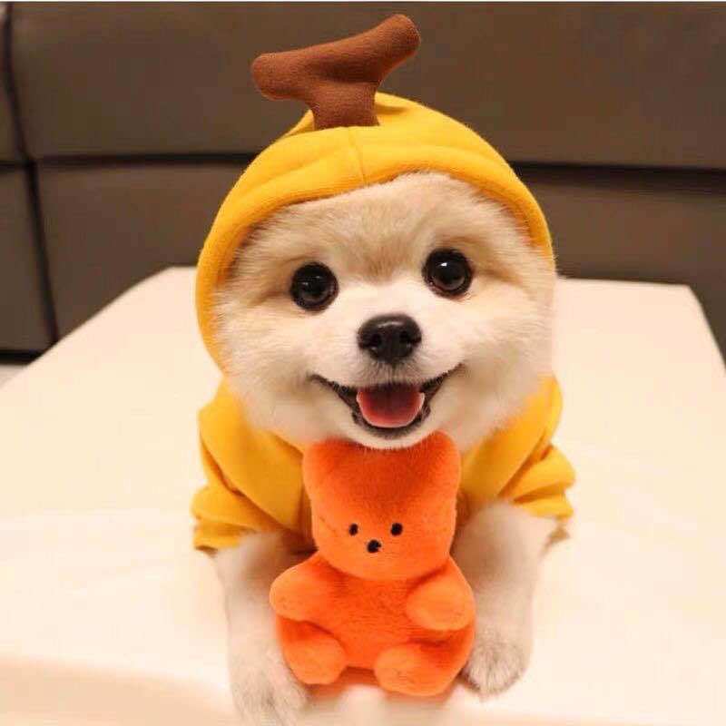 Cute Fruit Dog Clothes For Dogs